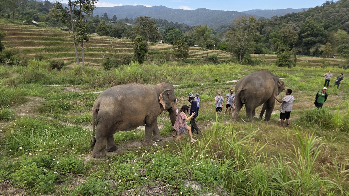 image from Słonie w Chiang Mai